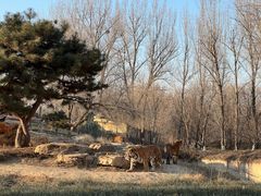 -北京野生动物园