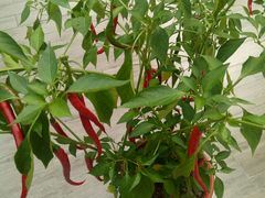 -茅庐·川粤精品私房菜(金沙遗址店)