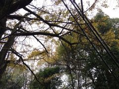 五云山-西湖风景区十里琅珰-五云山