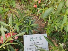 -广州神农草堂中医药博物馆