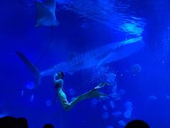 -烟台海昌鲸鲨海洋公园