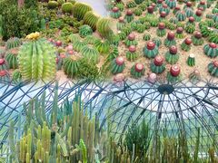-深圳市中科院仙湖植物园