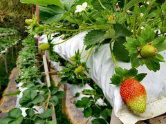 -金马仑薰衣草花园(Cameron Lavender)