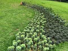 -云溪植物园