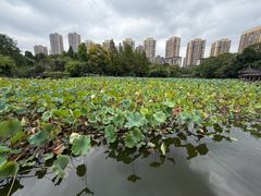 -龙头寺公园