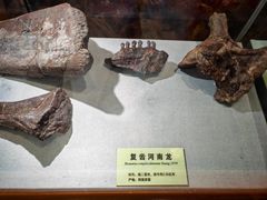 -诸城市恐龙博物馆