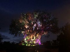 -奥兰多迪士尼动物王国乐园