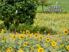 -光明小镇欢乐田园