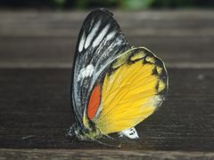 -上海大自然野生昆虫馆