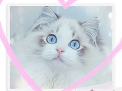 -十年猫舍·猫咪专门店(普陀店)