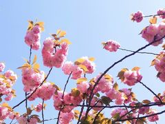 -高东镇樱花园