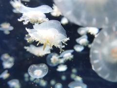 -太平洋海底世界