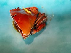 -新荣记(BFC外滩金融中心店)