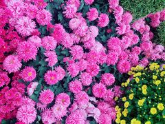 -毛氏汽水包(山海关路店)