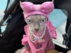 -北京观赏动物医院·24小时大型综合·猫专科·异宠专科