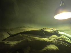 -Zoolung Zoolung动物主题公园(海信广场店)