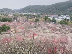 -香雪海
