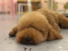 -喵匠猫主题咖啡(凯德和平广场店)