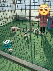 -萌宠亲子动物乐园(槐房万达店)