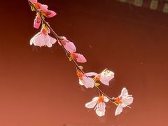 -桃花堤公园
