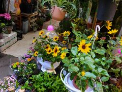 -循礼门鲜花花市(武汉循礼门店)