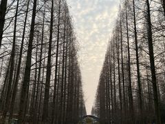 -东平国家森林公园