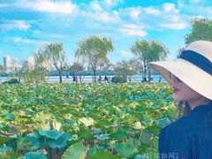 -贡湖湾湿地公园