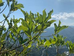 -梧桐山风景名胜区