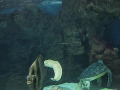 -上海海洋水族馆