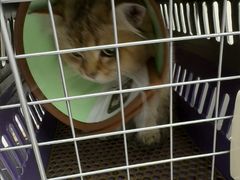 -瑞派康怡24h宠物医院·犬猫医疗中心·微创绝育(瑞景分院)