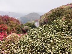 -贵州百里杜鹃风景名胜区