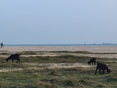 -东郊椰林