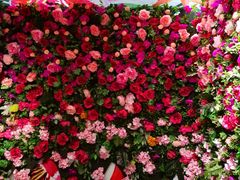 -L'Arome芳芳法国餐厅(仙林金鹰店)