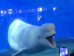 -泉城欧乐堡海洋极地世界