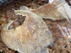 -大中鱼翅 Taitong Shark Fin