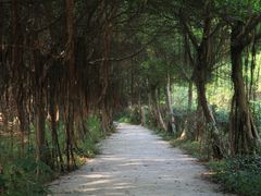 景点-大湾区中央湿地公园