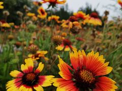 -永定河休闲森林公园