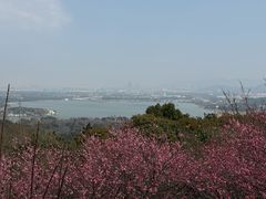 -香雪海