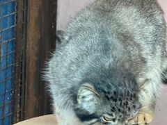 -青藏高原野生动物园