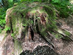 -五营红松林海景区