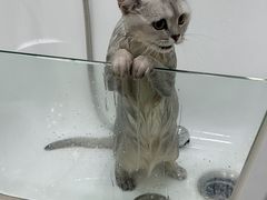 -爱洗澡的猫(望京店)