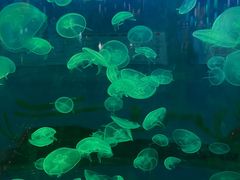 -顺德南宏海立方海洋公园