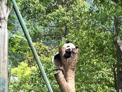 -卧龙中华大熊猫苑神树坪基地
