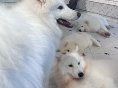 -毛绒耶耶撸宠馆·猫咖·狗咖·荷兰猪咖