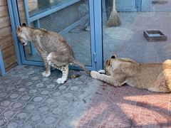 -西霞口神雕山野生动物世界