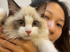 -猫十亿·布偶金渐层·曼基康矮脚猫舍(青年路店)