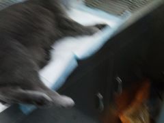 -佳怡动物医院·平价24小时·猫专科骨外科