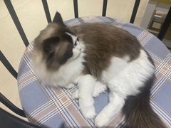 -藏猫猫咖啡主题馆(中央大道店)