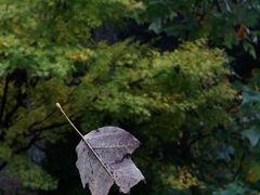-四明山国家森林公园