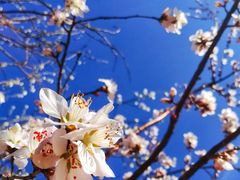 -桃花堤公园